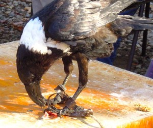 African white-necked raven