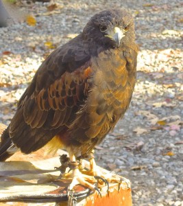 Harris's hawk